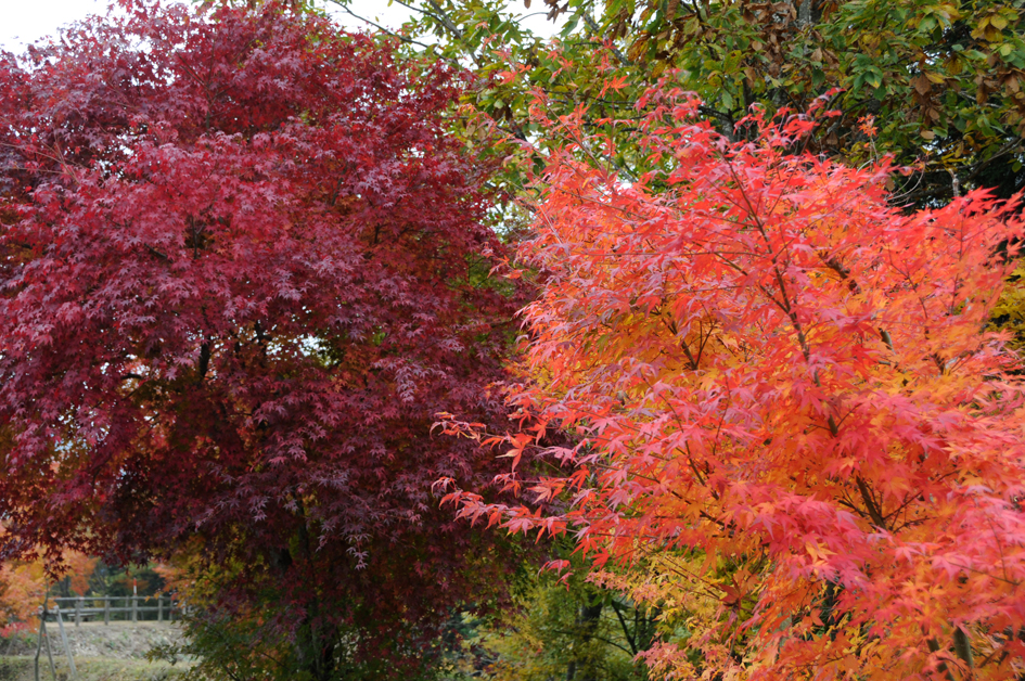 紅葉 １ 大山奥出雲旅行 奥出雲おろちループ 10年11月7日撮影 Yuyu Kankan Blog 悠々 閑々 ブログ